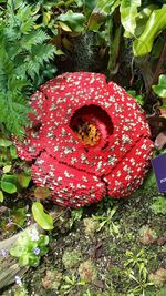 Close-up of red flowers