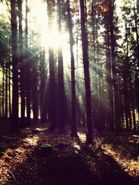 Sun shining through trees