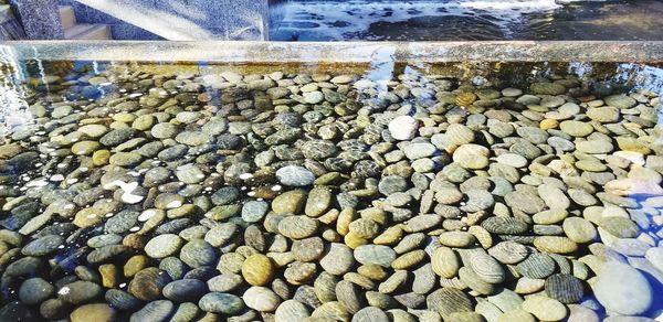 Close-up of crab on pebbles