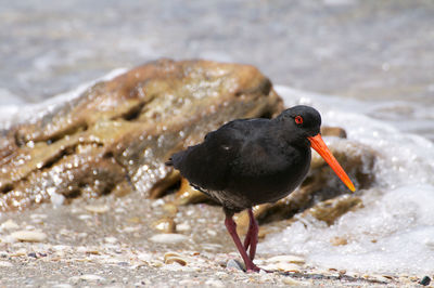 Close-up of bird on beach