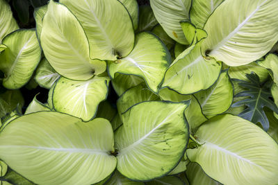 Full frame shot of green leaves