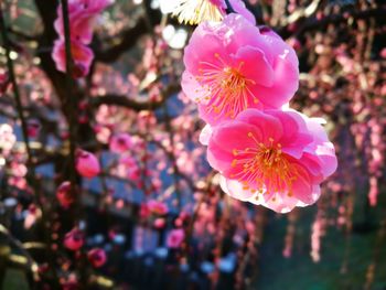 Close-up of pink flowers