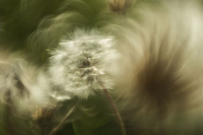 Close-up of white flower