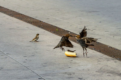 High angle view of bird perching on cable