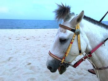 Close-up of horse by sea against sky