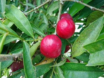 Close-up of strawberries on tree