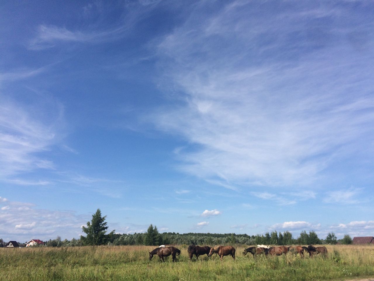 animal themes, sky, large group of animals, blue, field, mammal, landscape, nature, grass, cloud - sky, no people, cow, livestock, grazing, day, domestic animals, beauty in nature, tranquility, animals in the wild, scenics, full length, outdoors, tree, rural scene