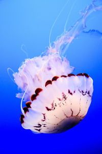 Close-up of jellyfish swimming in sea