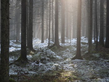 Sunlight streaming through trees in forest