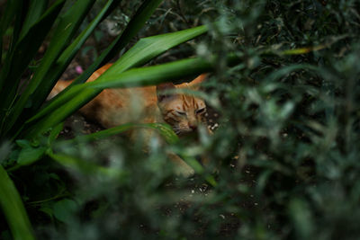 Close-up of a black cat on land