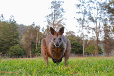 A portrait of a wild wallaby/kangaroo looking at the camera.