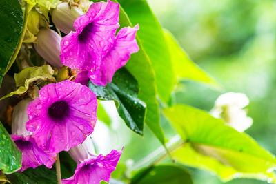 Close-up of pink flowering plant