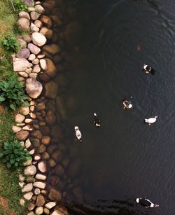 High angle view of crab on pebbles at beach