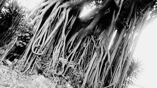 Close-up of tree