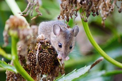 Close-up of mouse on plant