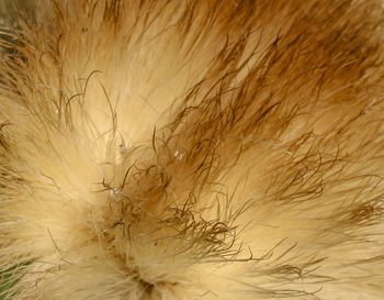Close-up of wheat