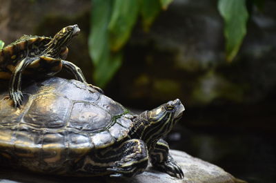 Close-up of turtles sitting on rock