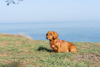 Dog sitting in a sea