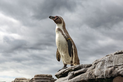 Low angle view of bird perching against sky