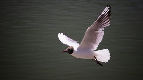 Seagull flying over a lake