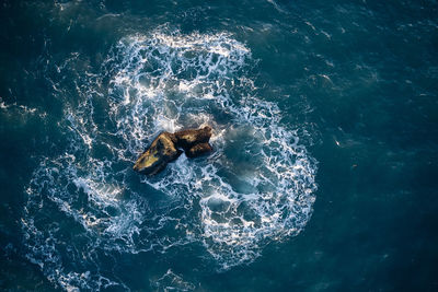 High angle view of jellyfish swimming in sea