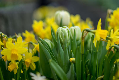 Close-up of yellow flowering plants on field