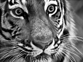 Close-up portrait of a cat