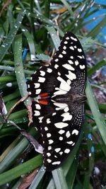 Close-up of butterfly on leaf