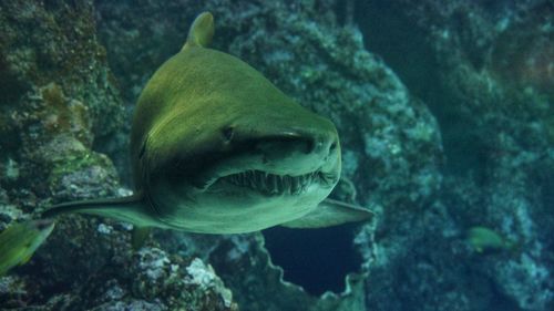 Close-up of fish swimming in sea