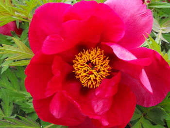 Close-up of pink flowers