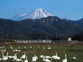 Flock of birds on mountain range