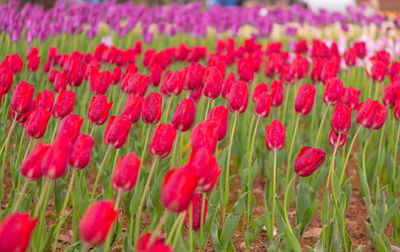 Close-up of pink tulip flowers on field