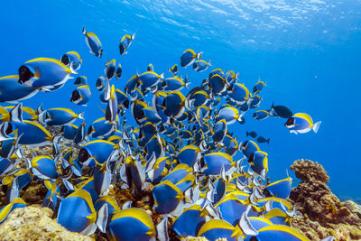 View of fishes swimming in sea
