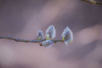 Close-up of flower growing on tree