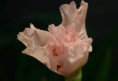 Close-up of rose against black background