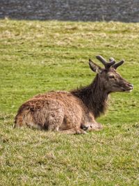 Portrait of sheep on a field