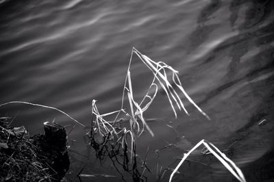 Reflection of trees in water