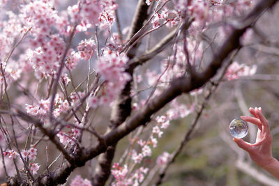 Close-up of pink cherry blossom tree