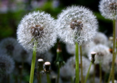 Close-up of dandelion