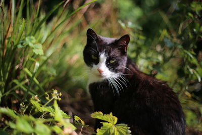 Close-up of cat