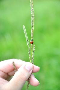 Close-up of ladybug on hand holding grass