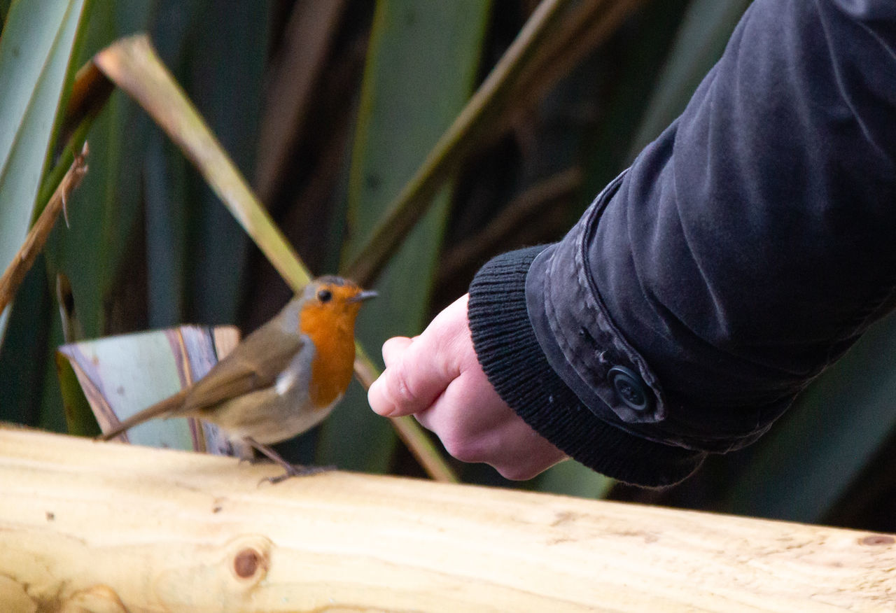 real people, one person, hand, human hand, animal wildlife, human body part, vertebrate, animals in the wild, one animal, bird, holding, wood - material, unrecognizable person, focus on foreground, day, men, body part, finger