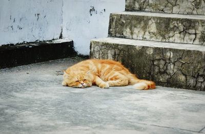 Ginger cat resting by steps