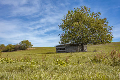 Tree on field against sky