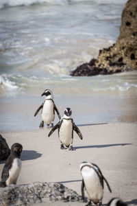 Seagull perching on beach