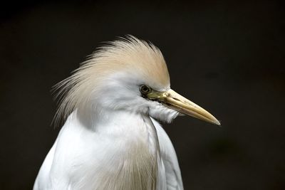 Close-up of bird