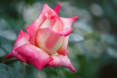 Close-up of pink rose