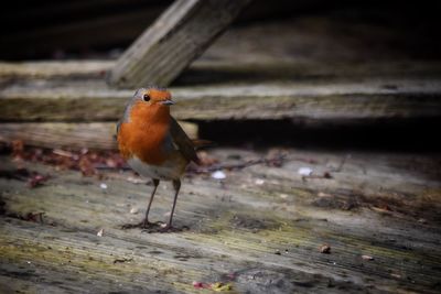 Close-up of bird perching on ground