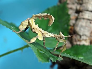 Close-up of insect on leaf