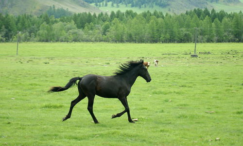 Horse on field